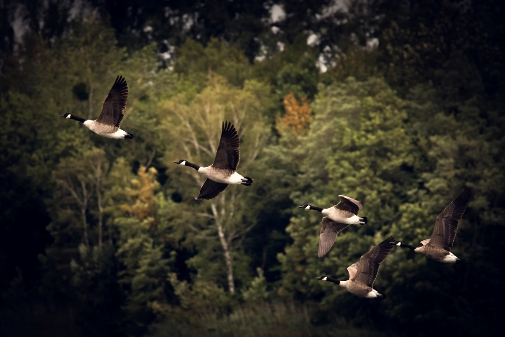 Free Canada geese flight nature